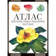 russische bücher: Черепанов И.В. - Бактерии, грибы, лишайники, растения. Атлас