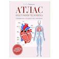 russische bücher: Лёвкин С.С. - Атлас анатомии человека. Сердечно-сосудистая система