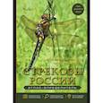 russische bücher: Онишко В.В., Костерин О.Э. - Стрекозы России. Иллюстрированный атлас-определитель